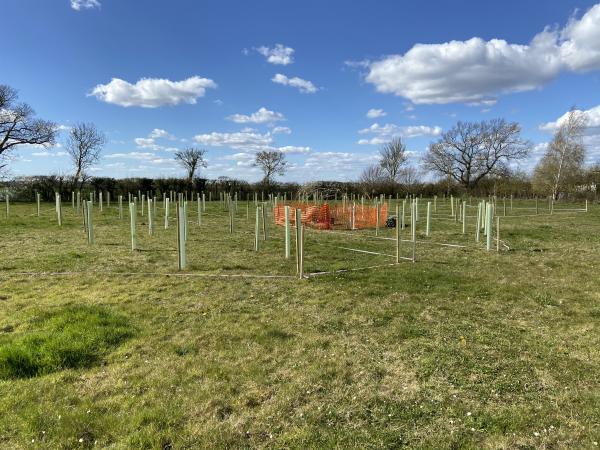 Trees planted