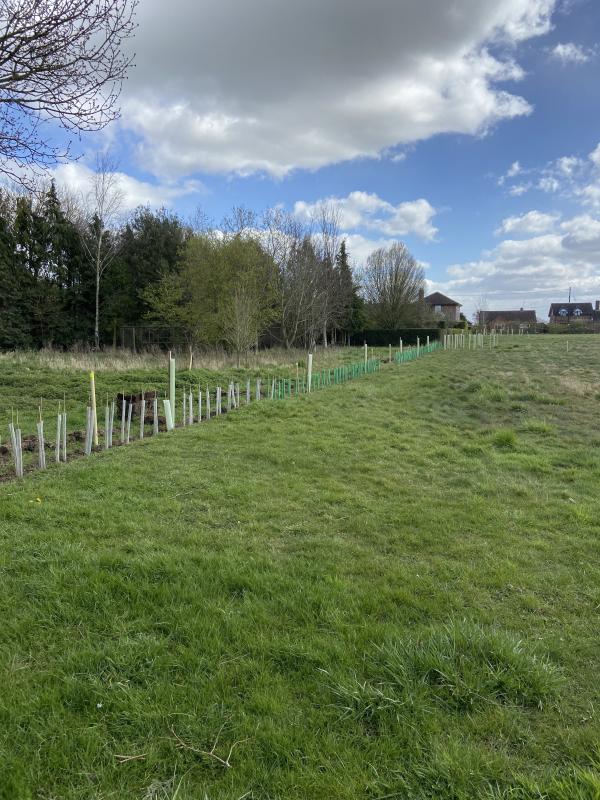 Hedge planted